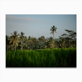Bali Rice Fields Photograph, 4 Canvas Print