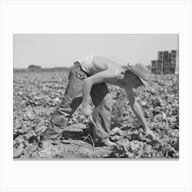 Cutting Lettuce In The Field, Canyon County, Idaho By Russell Lee Canvas Print