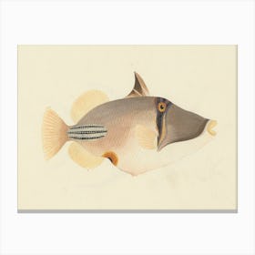 Unidentified Fish, Luigi Balugani (13) Canvas Print