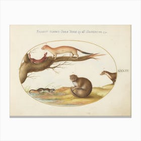 Quadervpedia Animals And Reptiles, Joris Hoefnagel (15) Canvas Print