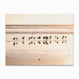 Seagulls On Beach Canvas Print