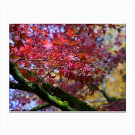 Red maple leaves in autumn Canvas Print