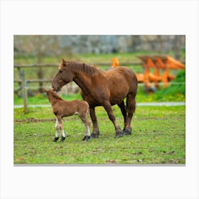 Horse And Foal 20210502116pub Canvas Print