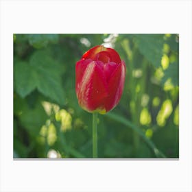 Red Tulip Canvas Print