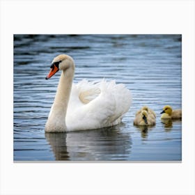 Swan With A Distinctive Beak Nested Beside A Serene Mirror Like Lake Bewitching Eyelashes Adornin (1) Canvas Print