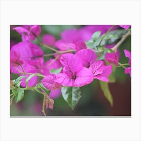 Bougainvillea 1 Toile