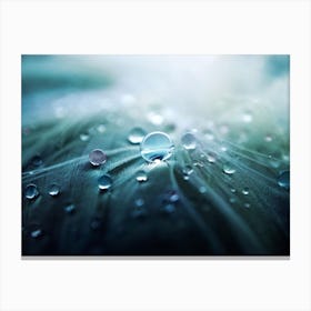 Water Droplets On Feathers Canvas Print