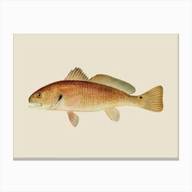 Vintage New York Fish and Game - Denton Redfish On Cream Background Canvas Print