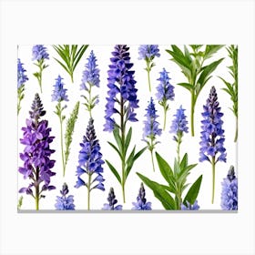 Nature Pattern Isolate White Arrangement Purple Flat Floral Blue Natural Herbal Medicine (7) Canvas Print