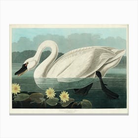 Swan In Water Canvas Print