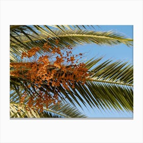 Date palm with vibrant orange fruit Canvas Print