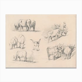Studies Of Cattle, John Singer Sargent Canvas Print