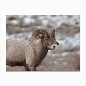 Sheep In Winter Canvas Print