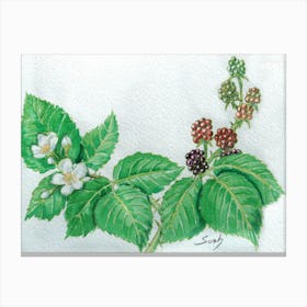 brambles a study Canvas Print