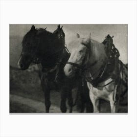 Horses During 20th Century, Alfred Stieglitz Canvas Print