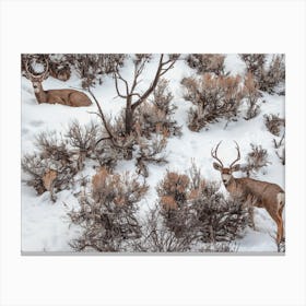 Mule Deer In Sagebrush Canvas Print