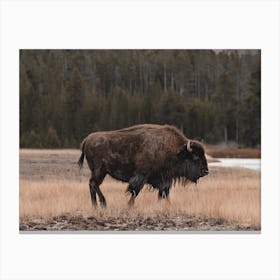 Western Bison Range Canvas Print