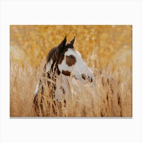 Warm Fall Wheat Field Horse Canvas Print
