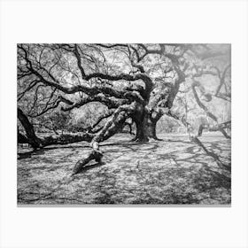 Angel Oak Canvas Print