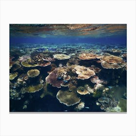 Great Barrier Reef Canvas Print