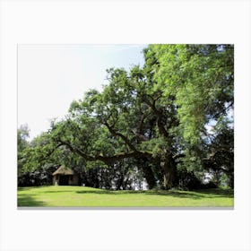 Oak Tree In A Field Canvas Print