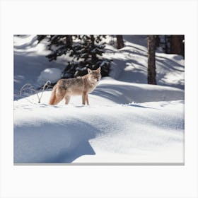 Coyote In Deep Snow Canvas Print
