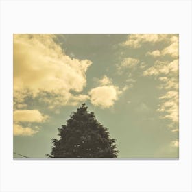 Blue sky tree Canvas Print