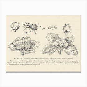 Vintage Illustration Of Anthonomus Pomorum, Apple Blossom Weevil, Attacked Blossom Buds, Trusses, John Wright Canvas Print