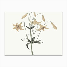 Lily Of The Valley 12 Canvas Print