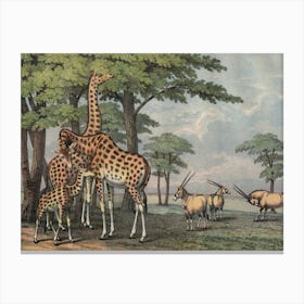 Vintage Kolb 5 Tafel 36 Giraffe Canvas Print