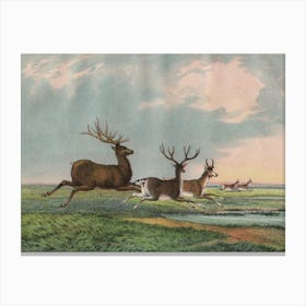 Vintage Kolb 9 Tafel 54 Hirsch Canvas Print