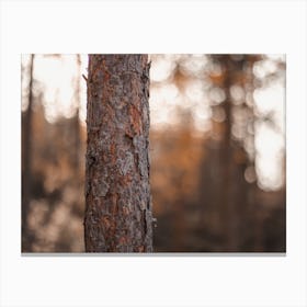 Ponerosa Pine Tree Bark Canvas Print