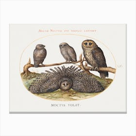 Four Owls (1575 1580) Painting In High Resolution By Joris Hoefnagel, Joris Hoefnagel Canvas Print