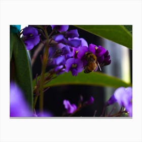 Bee On Purple Flower Canvas Print