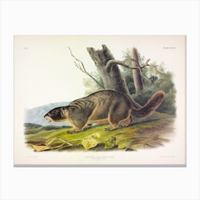  Yellow Bellied Marmot, John James Audubon Canvas Print