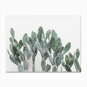 Cacti Succulent Canvas Print