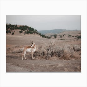 Sagebrush Pronghorn Canvas Print