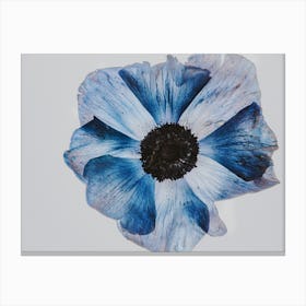 Blue Poppy Canvas Print