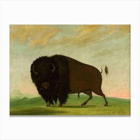 Buffalo Bull, Grazing On The Prairie (1832 1833) Canvas Print