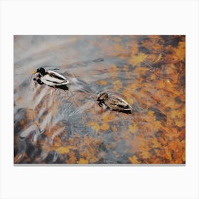 Ducks On Autumn Lake Canvas Print