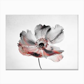 Black And White Flower Canvas Print