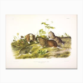 Canada Pouched Rat, John James Audubon Canvas Print
