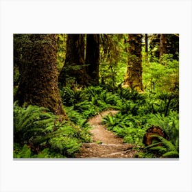 Hoh Rainforest Trail Canvas Print