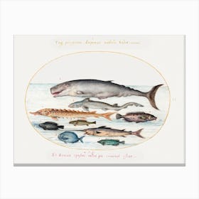 Sperm Whale, Sturgeon, Shark And Other Fish (1575–1580), Joris Hoefnagel Canvas Print
