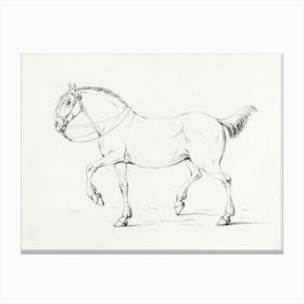 Stepping Horse, Jean Bernard Canvas Print