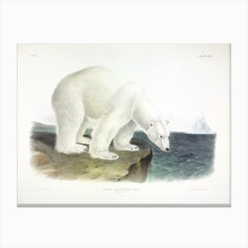 Polar Bear, John James Audubon Canvas Print
