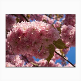 Pink blossoms of ornamental cherry 1 Canvas Print