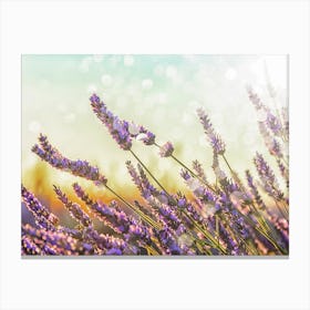 Lavenders Canvas Print