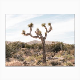 Joshua Tree In The Desert Canvas Print