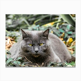 Gray Cat In The Garden 20230607174516rt1pub Canvas Print